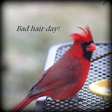 Baby Bird With Crazy Hair Robins Nesting Place Crazy Hair Days Christmas Cats Red Birds