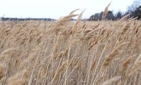 Image result for Phragmites