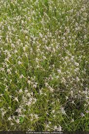 Image result for Rhynchospora gracillima