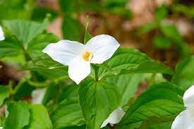 It's not uncommon for them to peek out of the. 10 Things You May Not Know About Trilliums Kawarthanow