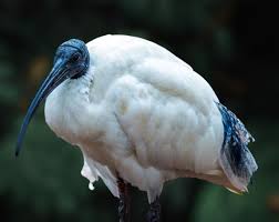 Casting curvy: thick stepsister caught by creeping stepbro