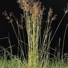 Image result for Fimbristylis madagascariensis