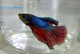 These realistic halfmoon betta fish can be customized as gifts. Amazing Imported Full Moon Betta Betta Fish Club Hyderabad ÙÙŠØ³Ø¨ÙˆÙƒ