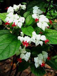 25 Rare White Red Bleeding Heart Seeds Dicentraspectabilis Shade Flower Garden Thehostafarm Com Shade Flowers Moon Garden Flower Garden