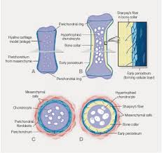 Active appearance model active shape model statistical shape model reference shape bone cite this paper as: Almost Invisible Often Ignored Periosteum The Living Lace Of Bone Medicographiamedicographia