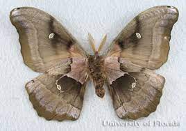 After anywhere from a few days to a few months, a butterfly or moth will emerge from the pupa. Polyphemus Moth Antheraea Polyphemus Cramer