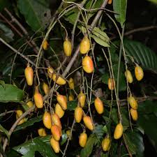 Image result for Connaraceae