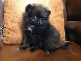 Puppies for sale under 100. Pomeranian Puppies Under 100 For Sale United States Pets 1