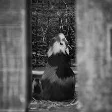 cute and beautiful hamster hamsters at the zoo heidelbergerzoo tiergarten zooheidelberg heidelberg baden wurttemberg badenwurttemberg germany de
