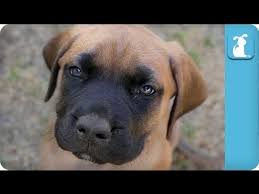 Discover tibetan mastiff coloring, sizing, traits, lifespan, and compare tibetan mastiffs to other dog there are, of course, some dogs that get considerably larger; 80 Seconds Of Floppy English Mastiff Puppies Puppy Love Youtube