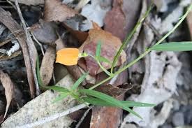 Image result for Afrohybanthus