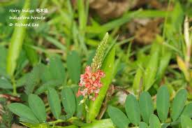 Image result for Indigofera hirsuta