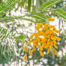 Image result for Sesbania sesban