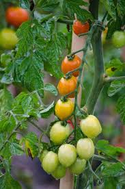 When you plant your tomatoes, you can give them a little boost by mixing some fertilizer into the soil at the bottom of the planting hole. Homemade Fertilizer For Tomato Manure Compost Gardening Tips