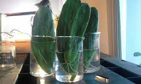 The cutting was not dry enough and got infected with bacteria which cause the ortting. Hydro Prickly Pear Cacti Force Rooting Cacti Cuttings In Water Cactus