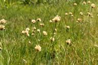 Image result for Brachythrix