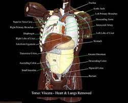 Major muscles of the body diagram. Labeled Human Torso Model Diagram Labeled Human Torso Model Diagram Biol 160 Human Anatomy And Physiology Do You Require A Acordless Wall