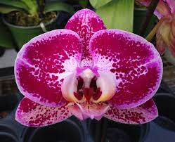 Phalaenopsis Fuller S Light Chian Xen Pearl X Furesheng Speckle Z 21465 Phalaenopsis Moth Orchid Orchid Photography