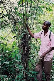 Image result for Raphia gentiliana