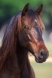 Black White And Brown Horses Beautiful Andalusian Stallion Disparo From Royal Horse Farms Horses Horse Breeds Cute Horses