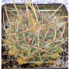 The frustrating thing about insect infestations is by the time you can see the problem, it's probably quite. Why Does A Cactus Turn Yellow And Brown How To Save It Succulent Plant Care
