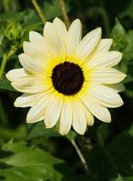 Image result for Helianthus debilis