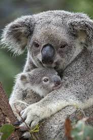 Beauty Rendezvous Cute Animals Koala Cute Baby Animals