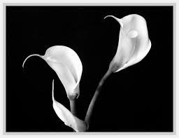 Le tue immagini per la singolo fiore orchidea bianco e nero sono pronte. Stampe Artistiche Quadri E Poster Con Bianco E Nero Calle Fiori Fiori E Piante Hotel Ufficio Intriganti