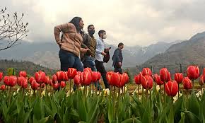 So in a single word, vaishno devi temple is one of the best attractions in kashmir where theists or apart from that, nagin lake, tulip garden, pari mahal, chatti padshahi, chashma shahi garden convert the city from simple to. Kashmir S Iconic Tulip Garden Blooms Over 1 5 Million Flowers Gulftoday