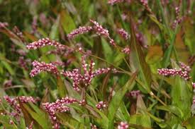 Image result for Persicaria