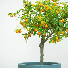 There can be a few different reasons for the leaves to drop from your tree. Nagami Kumquat Trees For Florida For Sale Fastgrowingtrees Com