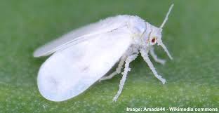 I always feel them when they land on… Whiteflies On Plants Ways To Kill These Tiny White Flying Bugs