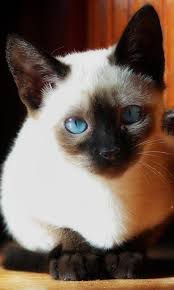Black And White Siamese Cat Best Siamese Cats Siamese Cats Cat Breeds Siamese Popular Cat Breeds