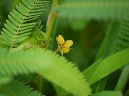 Image result for Chamaecrista mimosoides