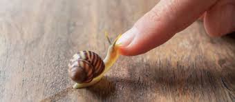 Les drôles d'inventions du concours lépine. La Bave D Escargot Un Tresor De La Nature Incroyable Coin Beaute