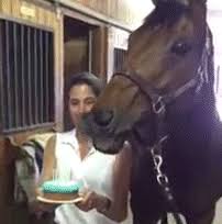 Check spelling or type a new query. When It S Your Birthday And You Re A Horse Gif On Imgur