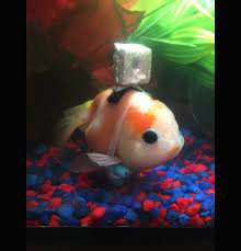 Don T Get Too Excited About That Viral Goldfish Wheelchair Smart News Smithsonian Magazine