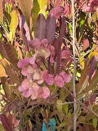 Image result for Dodonaea viscosa