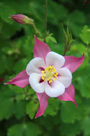 Untitled Amazing Flowers Wonderful Flowers Beautiful Flowers