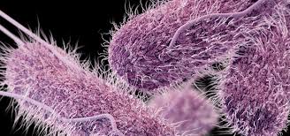 Typhoid fever is most common in parts of the world that have poor sanitation and limited access to clean water. This Genetic Defect Could Be Why Typhoid Mary Never Got Typhoid Fever Invisiverse Wonderhowto