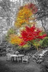 Best Black And White Nature Photos Best Black And White Nature Photography Color Splash Autumn Leaves Ideas Nature Photography Splash Photography Color Splash