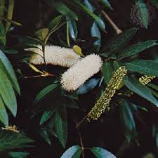 Image result for Cunonia capensis