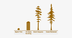 The most common redwood silhouette material is metal. Size Compared To 300 Year Old Redwood Tree Redwood Trees Height Transparent Png 500x360 Free Download On Nicepng