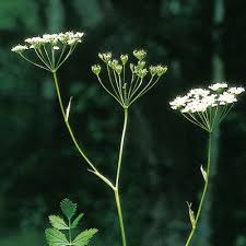 Image result for Pimpinella robynsii
