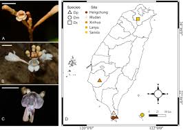 Image result for Didymoplexis