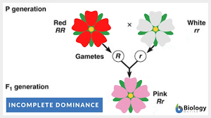 Codomiance in genetics refers to:. Incomplete Dominance Definition And Examples Biology Online Dictionary