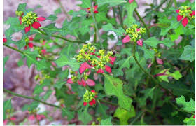 Image result for Vernonia congolensis