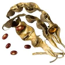 Image result for Erythrina haerdii