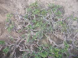 Image result for Napoleonaea gossweileri