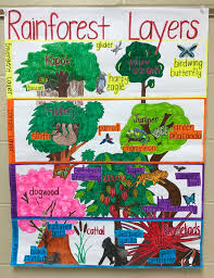 Rainforest Anchor Chart Rainforest Project Rainforest Activities Rainforest Classroom